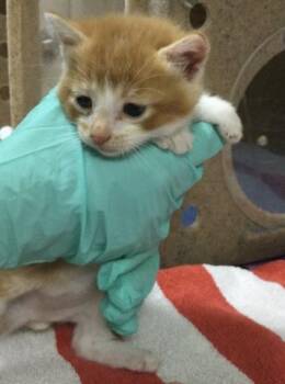 Domestic Short Hair Cats Available for Adoption in Riverside, California - A1914275 | PetCurious