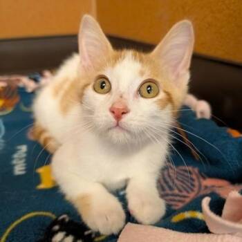 Vaughan -  Domestic Short Hair Cat for Adoption in Rochester, Minnesota - Vaughan | PetCurious