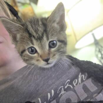 Bacon -  Domestic Short Hair Cat for Adoption in Shelbyville, Indiana - Bacon | PetCurious