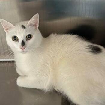 Harley -  Domestic Short Hair Cat for Adoption in Knoxville, Tennessee - Harley | PetCurious