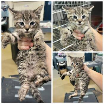 Maple -  Domestic Short Hair Cat for Adoption in Dublin, Virginia - Maple | PetCurious
