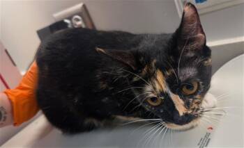 Domestic Short Hair Cats Available for Adoption in Baytown, Texas - BUTTERCUP | PetCurious