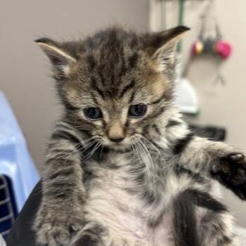 Circuit City -  Domestic Medium Hair Cat for Adoption in Reno, Nevada - Circuit City | PetCurious
