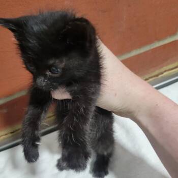 Domestic Short Hair Cats Available for Adoption in Cabot, Arkansas - Maverick (1) | PetCurious