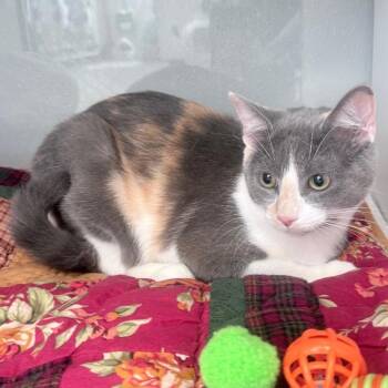 Domestic Short Hair Cats Available for Adoption - Angela | PetCurious