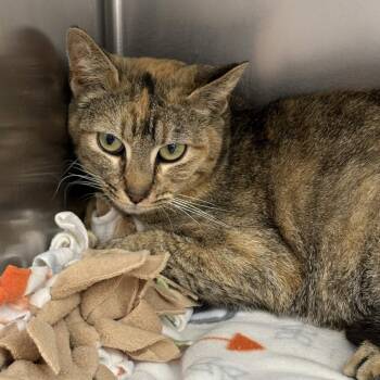 Ray (Like Sun Ray) -  Domestic Short Hair Cat for Adoption in Gloucester, Virginia - Ray (Like Sun Ray) | PetCurious