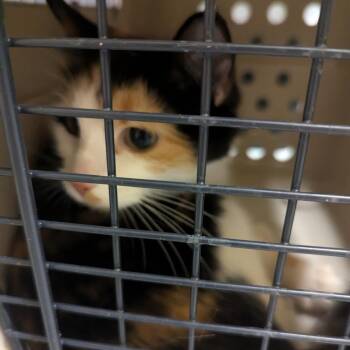 Glinda -  Domestic Medium Hair Cat for Adoption in Charlottesville, Virginia - Glinda | PetCurious