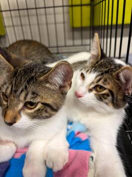 Gizmo -  Tabby and Domestic Short Hair Cat for Adoption in Walnut Creek, California - Gizmo | PetCurious