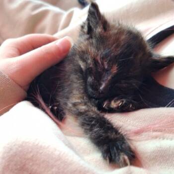 Rescue American Shorthair Cats for Adoption in Collinsville, Oklahoma - Louise | PetCurious