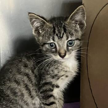 Bop -  Domestic Short Hair Cat for Adoption in Idaho Falls, Idaho - Bop | PetCurious