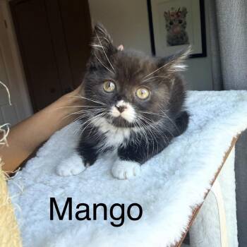 Mango -  Domestic Medium Hair Cat for Adoption in Ferndale, Michigan - Mango | PetCurious
