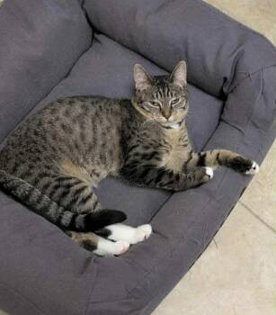 Rescue Domestic Short Hair Cats for Adoption in Greece, New York - Annabelle | PetCurious