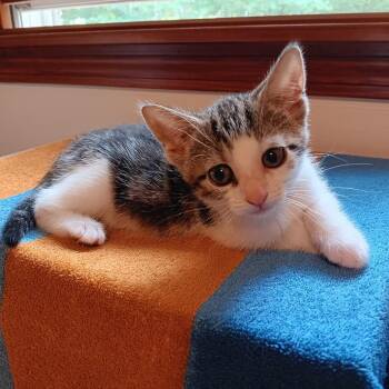 Loretta (wren) -  Domestic Short Hair Cat for Adoption in Bedford, New Hampshire - Loretta (wren) | PetCurious