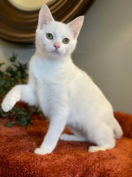 Fiona -  Domestic Short Hair Cat for Adoption in Taylor, Michigan - Fiona | PetCurious