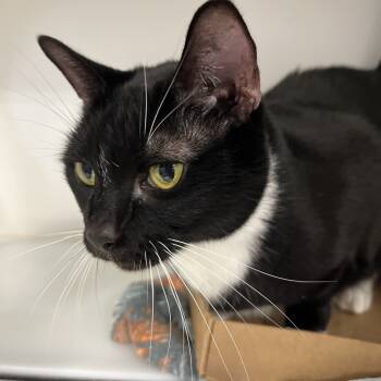 Rescue Domestic Short Hair Cats for Adoption in Greensboro, North Carolina - Sour Patch | PetCurious