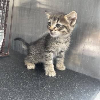 Domestic Short Hair Cats Available for Adoption in San Antonio, Texas - SHARPEI | PetCurious