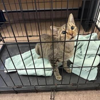 Trout -  Domestic Short Hair Cat for Adoption in Brentwood, Missouri - Trout | PetCurious
