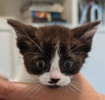 Mushroom -  Domestic Medium Hair Cat for Adoption in Ypsilanti, Michigan - Mushroom | PetCurious