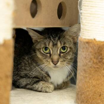 Rescue Domestic Short Hair Cats for Adoption in Gainesville, Florida - Willow | PetCurious
