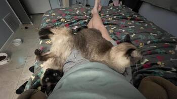 Mo -  Siamese and American Shorthair Cat for Adoption in Austin, Texas - Mo | PetCurious