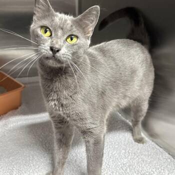 Domestic Short Hair Cats Available for Adoption - Katy | PetCurious