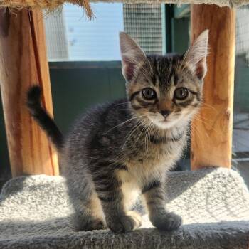 Domestic Short Hair Cats Available for Adoption - Reilly | PetCurious