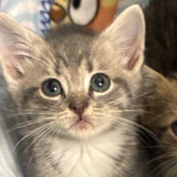 Airy (Air Force) -  Domestic Medium Hair Cat for Adoption in Greensboro, North Carolina - Airy (Air Force) | PetCurious