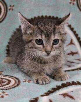 Domestic Short Hair Cats Available for Adoption in Vacaville, California - Daffy | PetCurious