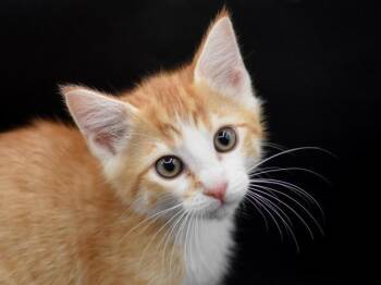 Cory -  Domestic Short Hair Cat for Adoption in Portland, Oregon - Cory | PetCurious