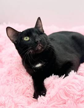 Fetty Wap -  Domestic Short Hair Cat for Adoption in Covington, Louisiana - Fetty Wap | PetCurious