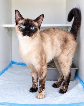 Squirtle -  Siamese and Domestic Short Hair Cat for Adoption in Homer Glen, Illinois - Squirtle | PetCurious