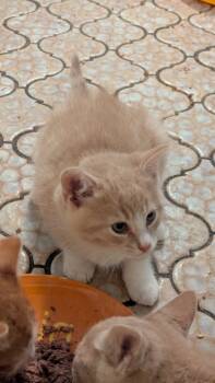 Rescue Domestic Short Hair Cats for Adoption in Pomona, New York - Purrince | PetCurious