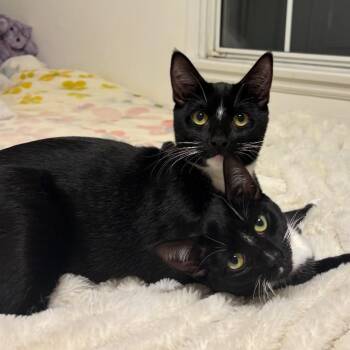 Domestic Short Hair Cats Available for Adoption - Maxwel | PetCurious