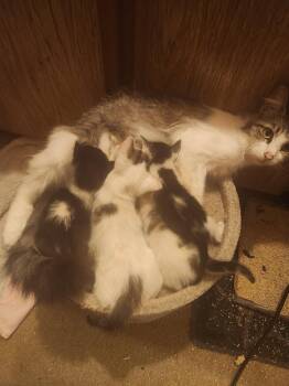 Jersey -  Domestic Short Hair Cat for Adoption in Walnut Creek, California - Jersey | PetCurious