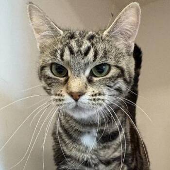 Domestic Short Hair Cats Available for Adoption in Janesville, Wisconsin - Sun | PetCurious
