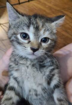 Blackbird -  Domestic Short Hair Cat for Adoption in Portland, Indiana - Blackbird | PetCurious