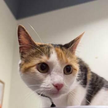 Bellamy (Bella) -  Domestic Short Hair Cat for Adoption in Tampa, Florida - Bellamy (Bella) | PetCurious