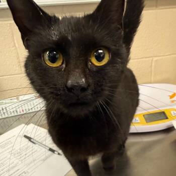 Domestic Short Hair Cats Available for Adoption - Luna | PetCurious