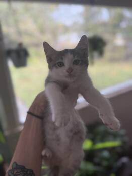 Rescue Domestic Short Hair Cats for Adoption in Deltona, Florida - Gertrude | PetCurious