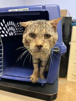 Rescue Domestic Short Hair Cats for Adoption in New Braunfels, Texas - Senor Goop | PetCurious