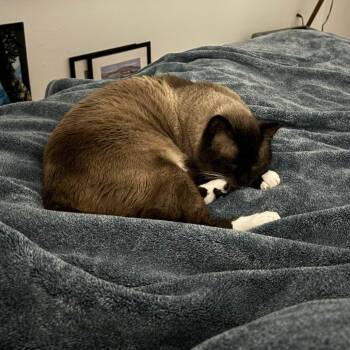 Benny -  Siamese Cat Available for Adoption - Benny | PetCurious