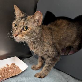 Domestic Short Hair Cats Available for Adoption in Titusville, Florida - Nugget | PetCurious