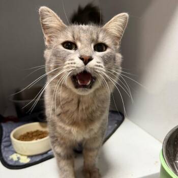 Mary Shelley -  Domestic Short Hair Cat for Adoption in Fredericksburg, Virginia - Mary Shelley | PetCurious
