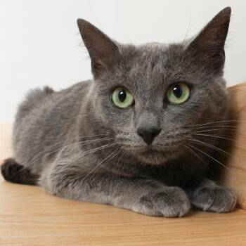 Jazz C69774 -  Domestic Short Hair Cat for Adoption in Minnetonka, Minnesota - Jazz C69774 | PetCurious