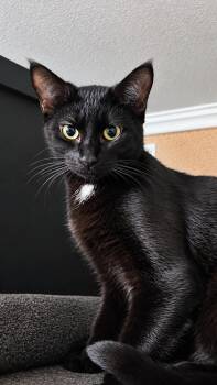 Vizzini -  Domestic Short Hair Cat for Adoption in Andover, Connecticut - Vizzini | PetCurious
