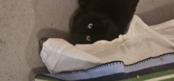 Rescue Domestic Long Hair Cats for Adoption in Holmdel, New Jersey - Mia | PetCurious