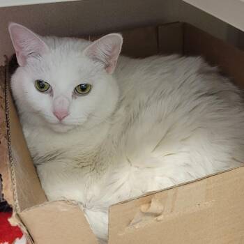 Trunk -  Domestic Short Hair Cat for Adoption in Wheeling, Illinois - Trunk | PetCurious