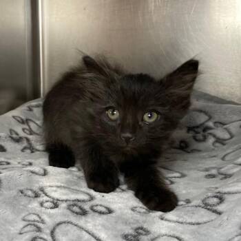 Beryl -  Domestic Short Hair Cat for Adoption in Roanoke, Virginia - Beryl | PetCurious