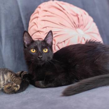 Marlowe -  Domestic Short Hair Cat for Adoption in St. Augustine, Florida - Marlowe | PetCurious