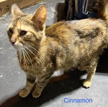 Cinnamon -  Domestic Short Hair Cat for Adoption in Johnson City, Tennessee - Cinnamon | PetCurious